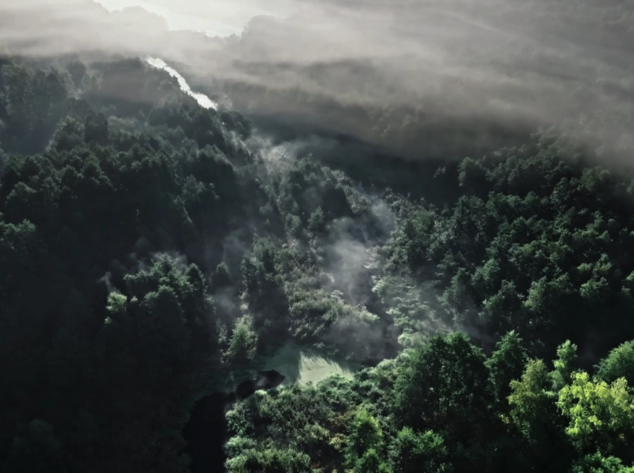 Dichter, grüner Wald mit aufsteigendem Nebel – Symbol für nachhaltiges Wirtschaften und Ressourcenschutz bei Capital Bay.